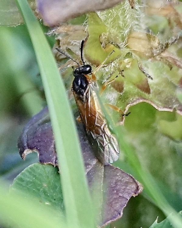 sawfly